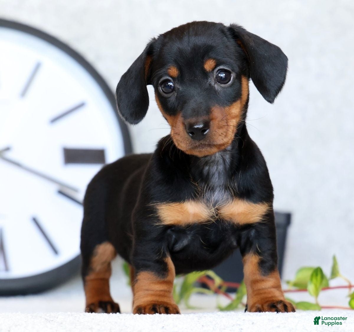 Miniature Dachshund dogs for sale: Fern - Ad 1