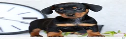 Miniature Dachshund dogs for sale: Fern - Ad 1