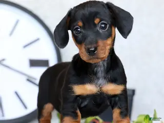 Miniature Dachshund dogs for sale: Fern - Ad 1