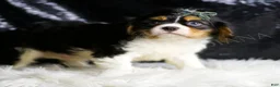 Cavalier King Charles Spaniel dogs for sale: Rusty - Ad 3