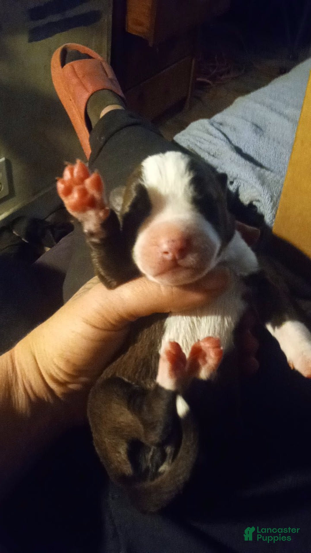 American Bully dogs for sale: Petey - Ad 1