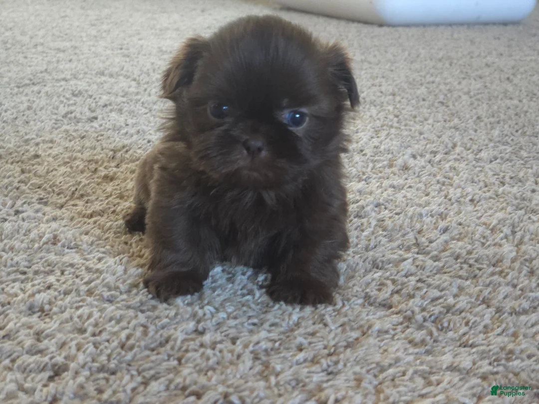 Shih Tzu dogs for sale: Norman - Ad 3