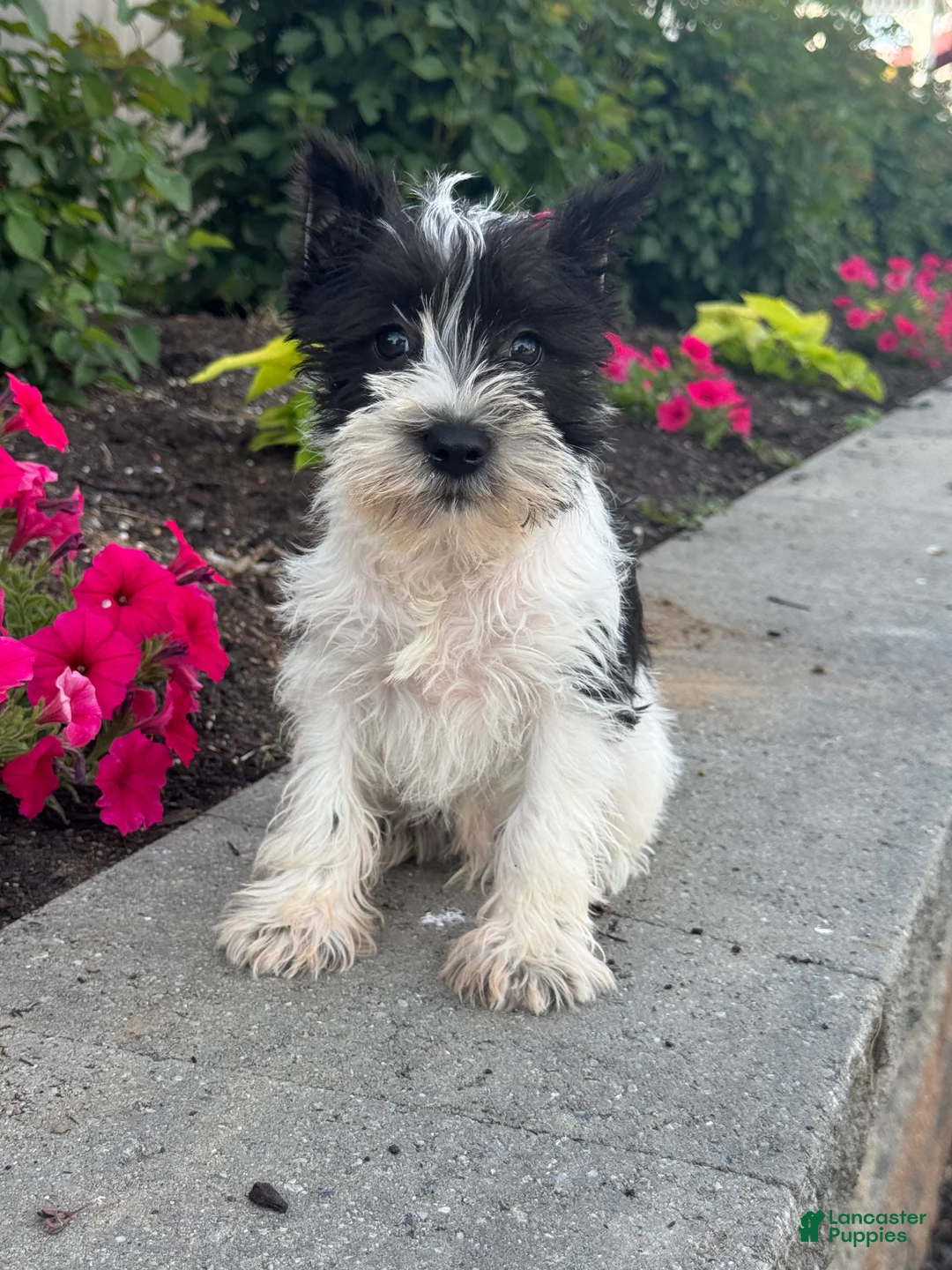 Miniature Schnauzer dogs for sale: Mack 🦃 - Ad 5