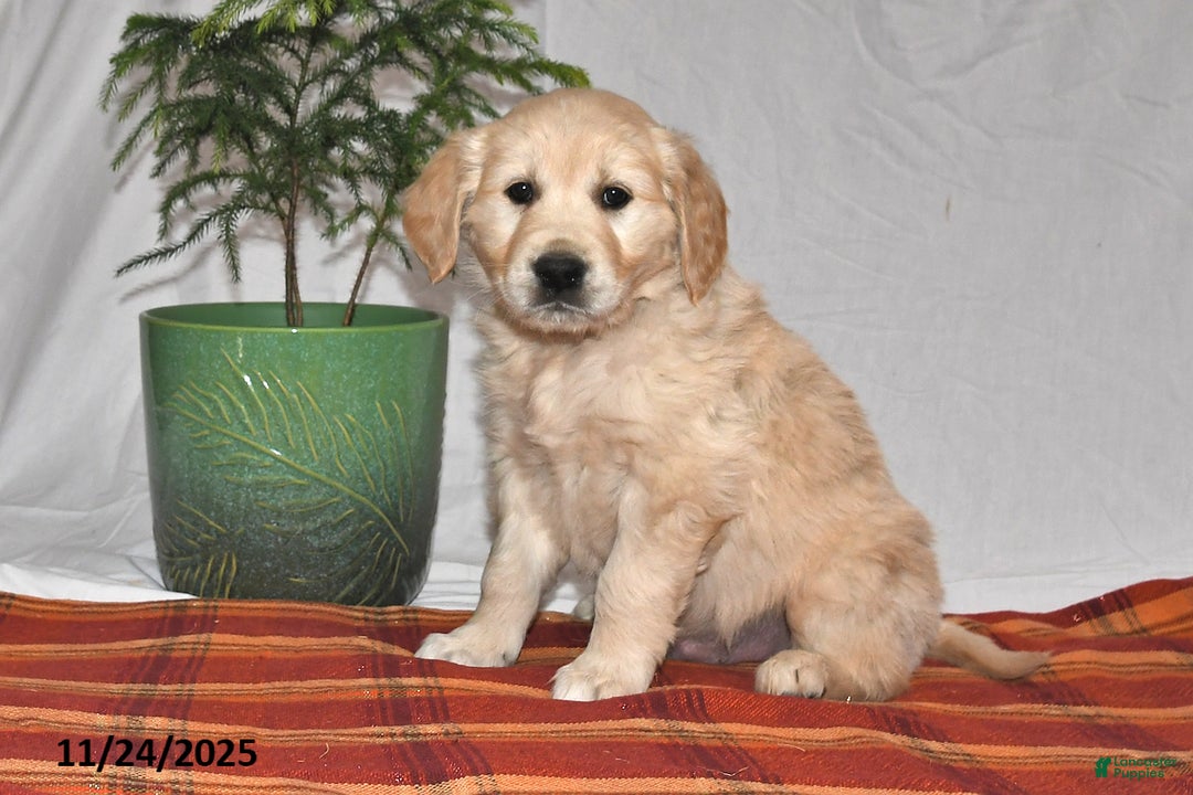 Golden Retriever dogs for sale: Prancer - Ad 1