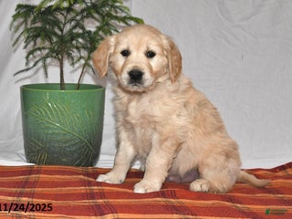 Golden Retriever dogs Prancer - Ad 7