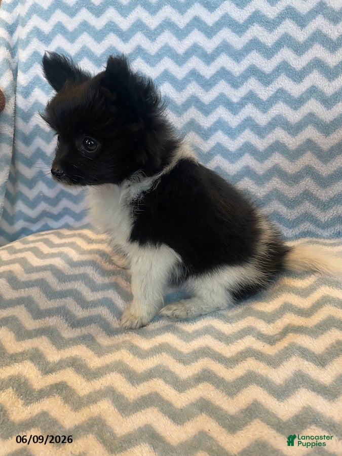 Mixed Breed dogs Eclipse - Ad 2