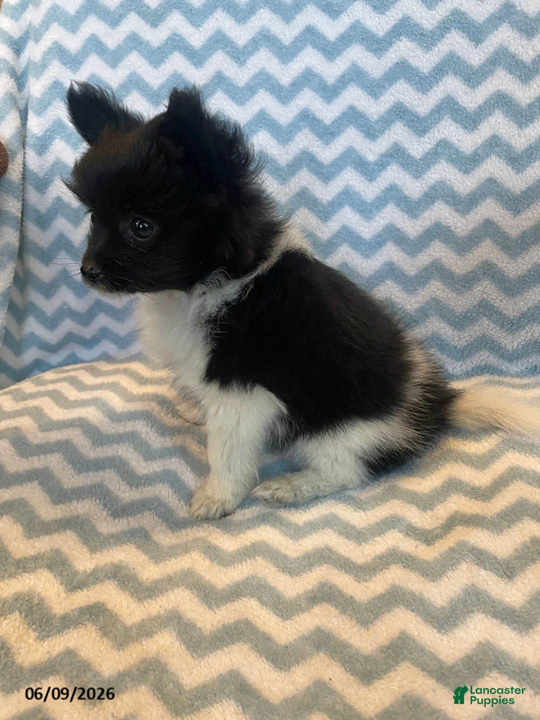 Mixed Breed dogs for sale: Eclipse - Ad 2