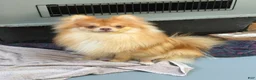 Pomeranian dogs for sale: Red - Ad 3