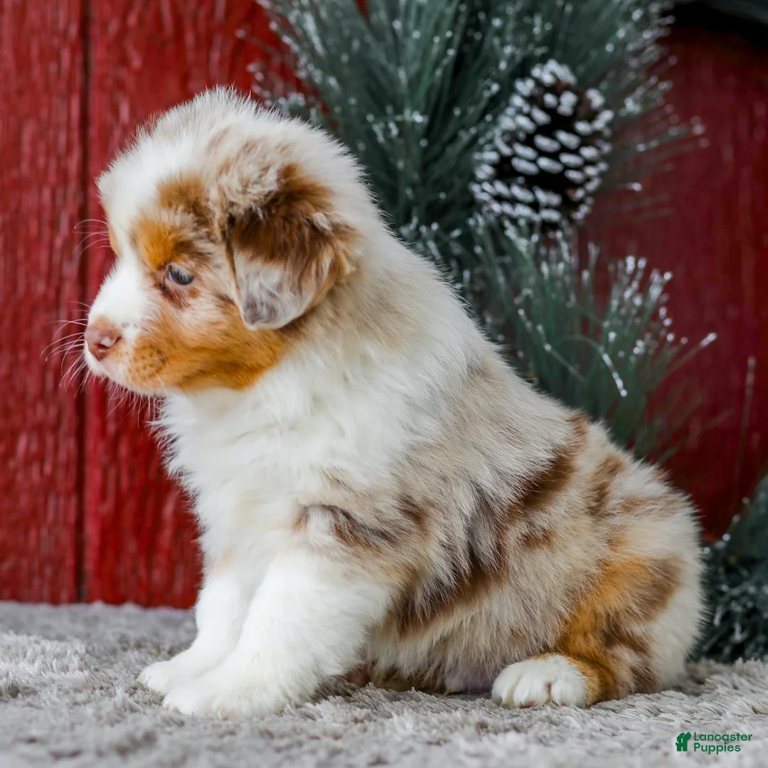 Miniature Australian Shepherd dogs for sale: Alex - Ad 3
