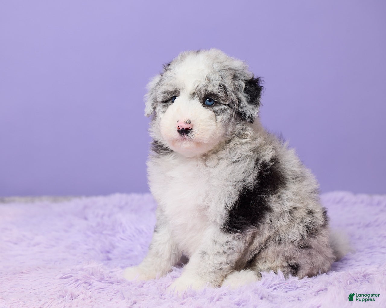 Mini Sheepadoodle dogs Sammie - Ad 2