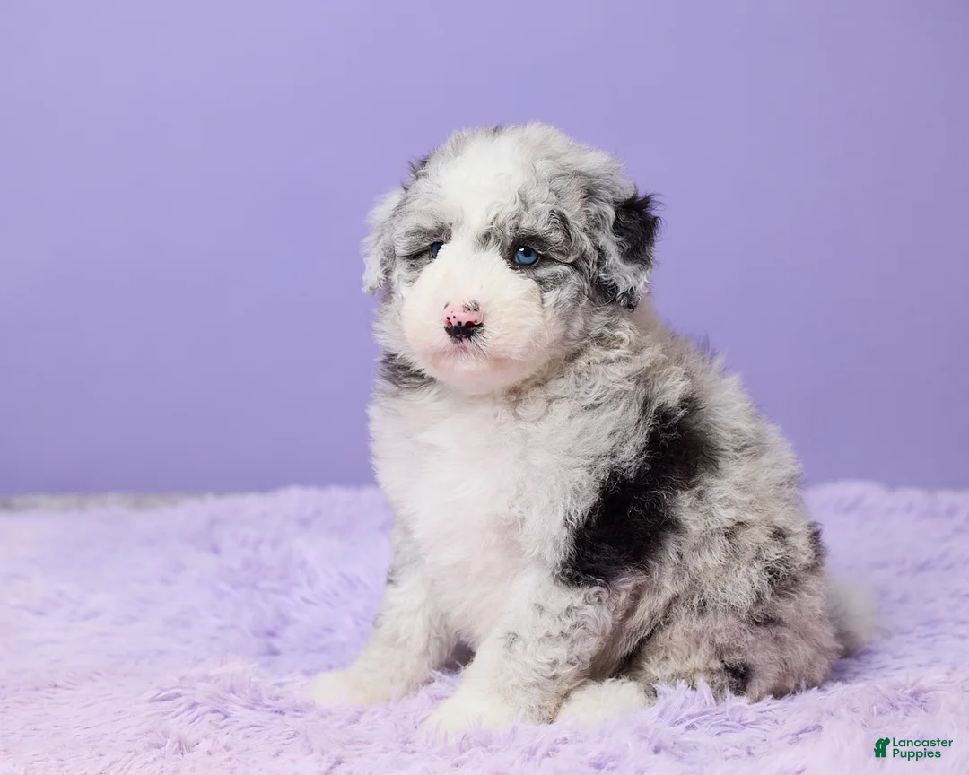 Mini Sheepadoodle dogs for sale: Sammie - Ad 2