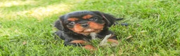 Cavalier King Charles Spaniel dogs for sale: Loki Cavalier King Charles Spaniel - Ad 5