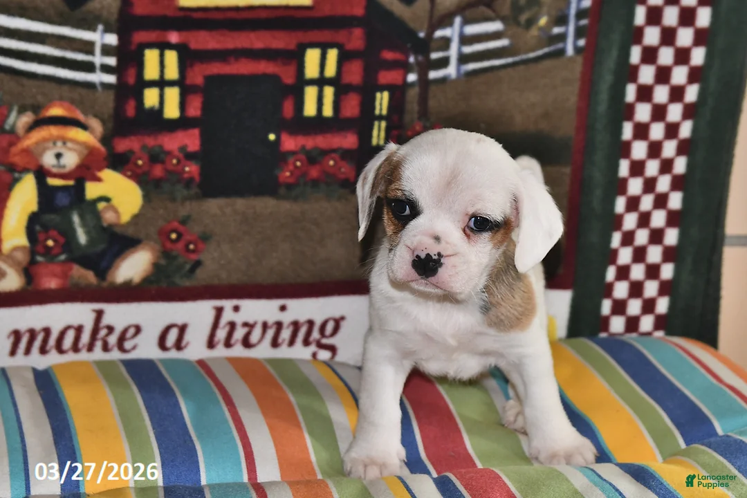 Puggle dogs for sale: Cash - Ad 5