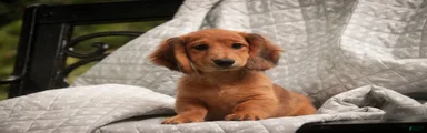 Ari Miniature Dachshund