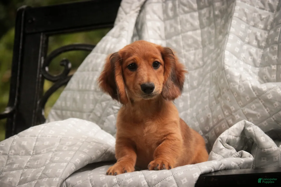 Miniature Dachshund dogs for sale: Ari Miniature Dachshund - Ad 1
