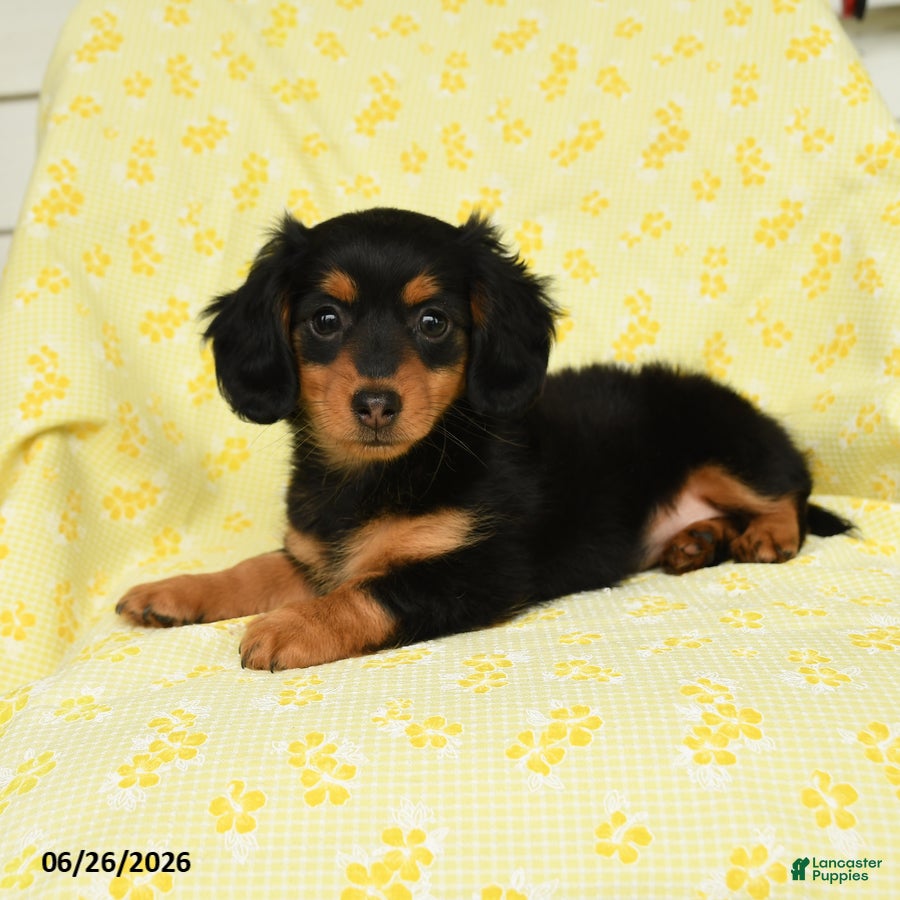 Miniature Dachshund dogs Polly - Ad 1