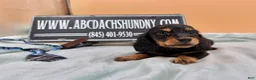 Miniature Dachshund dogs for sale: Ch bred AKC Russian  - Ad 3
