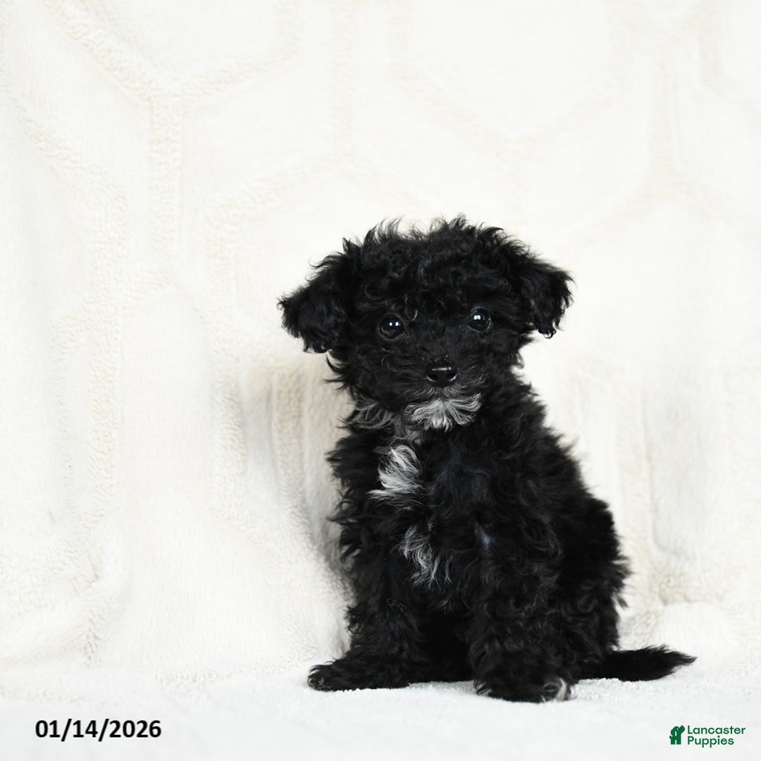 Miniature Poodle dogs for sale: Ash   - Ad 3