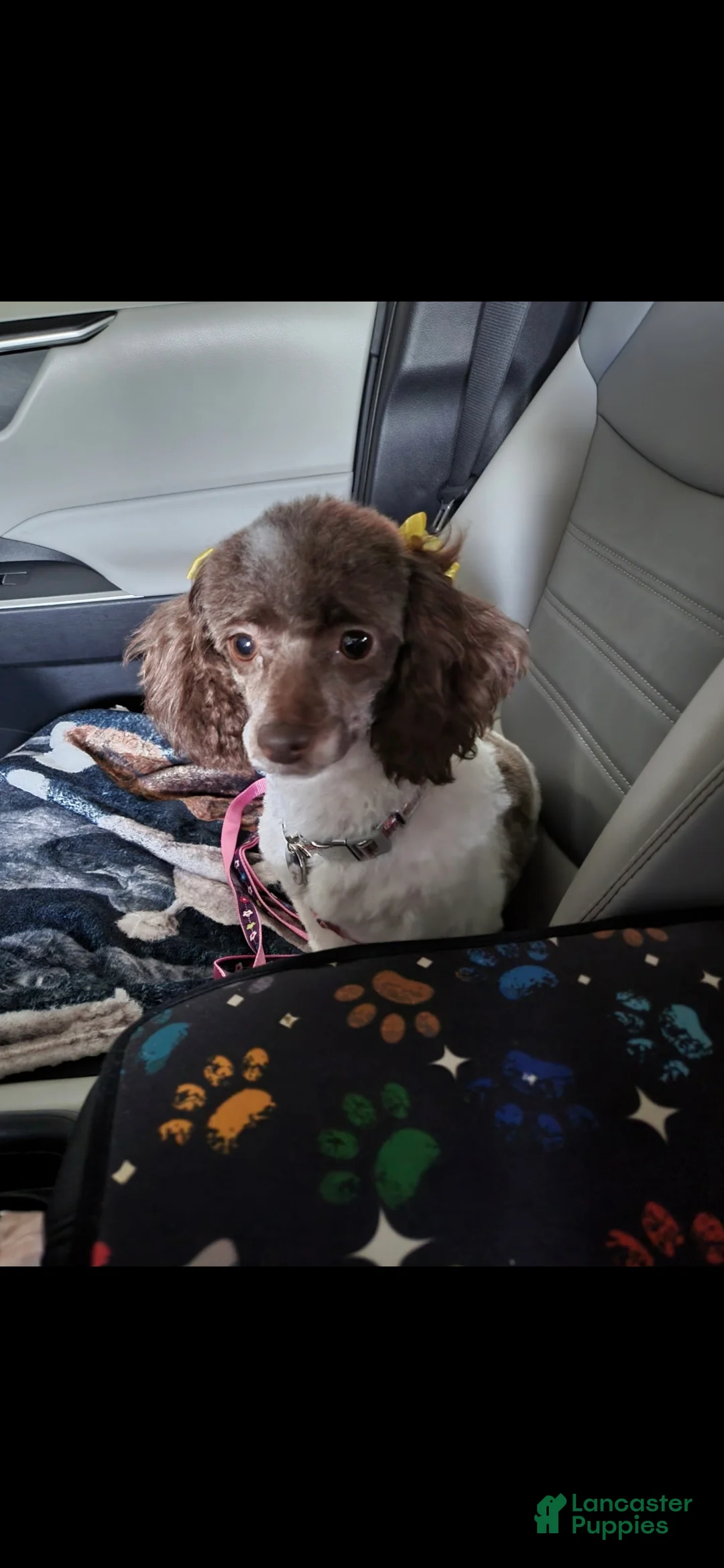 Toy Poodle dogs for sale: AKC Mickey  - Ad 6