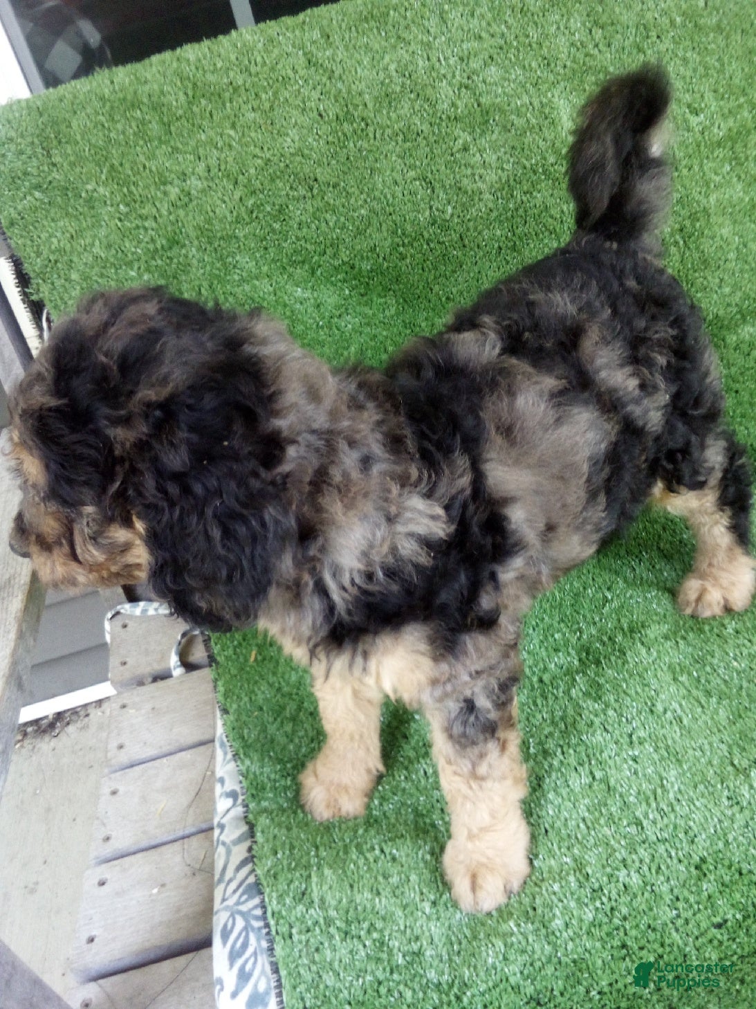 Goldendoodle dogs Gloria - Ad 2