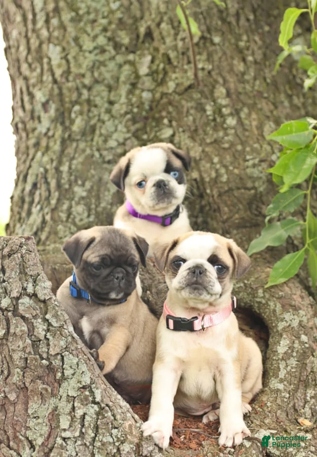 Gallery Image {{count}}