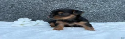 Yorkshire Terrier dogs for sale: Mia - Ad 4