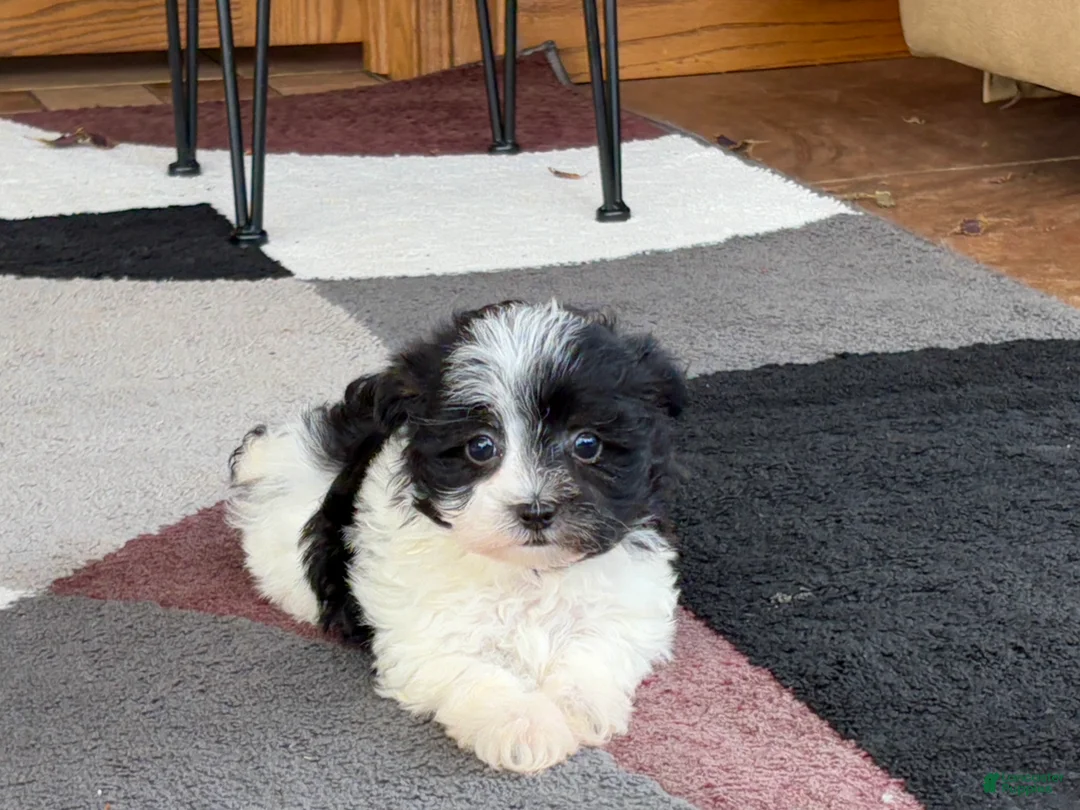 Havanese dogs for sale: Female 1 - Ad 9