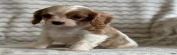 Cavalier King Charles Spaniel dogs for sale: Tommy - Ad 6