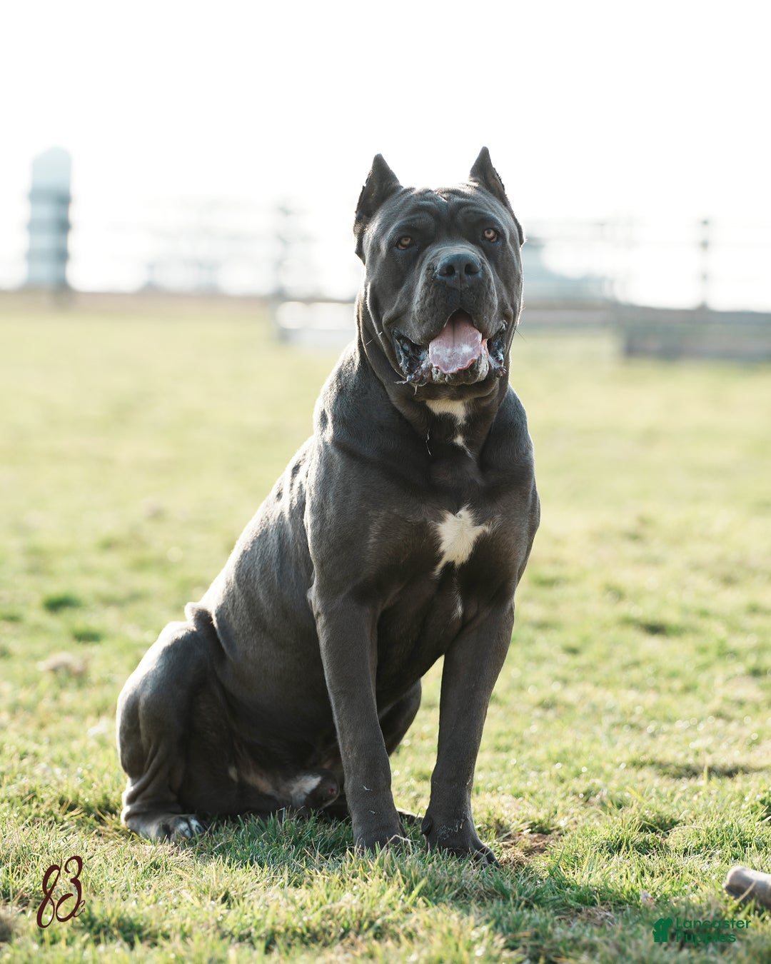 Cane Corso dogs for sale: Rosy Cane Corso Puppy 4  - Ad 6