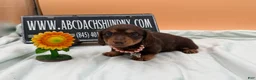 Miniature Dachshund dogs for sale: Champion Russian line - Ad 7