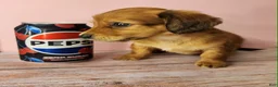 Miniature Dachshund dogs for sale: Emmy - Ad 5