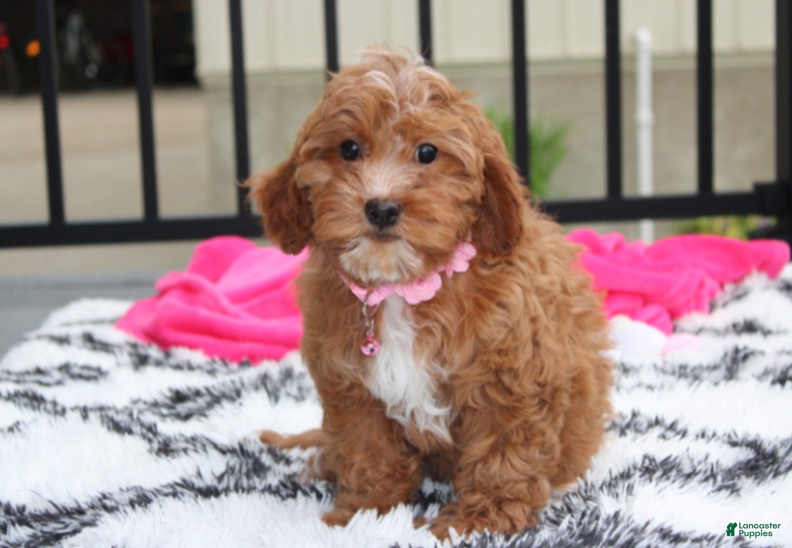 Cockapoo dogs Felicity  - Ad 2