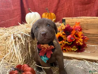 Chesapeake Bay Retriever dogs Chesapeake Bay Retriever 2 - Ad 10