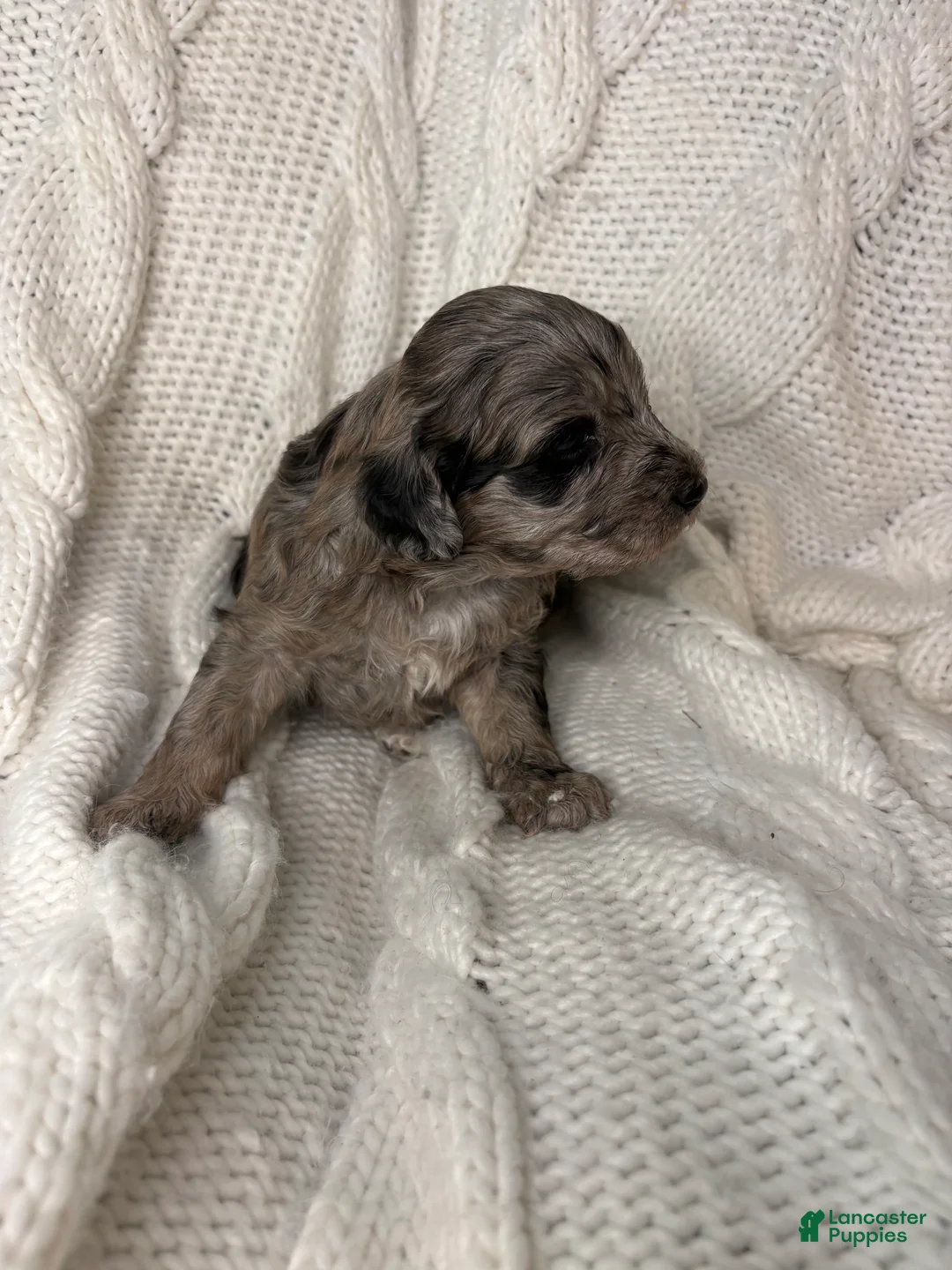Mini Aussiedoodle dogs for sale: Mini Aussiedoodle Puppy 2 - Ad 3