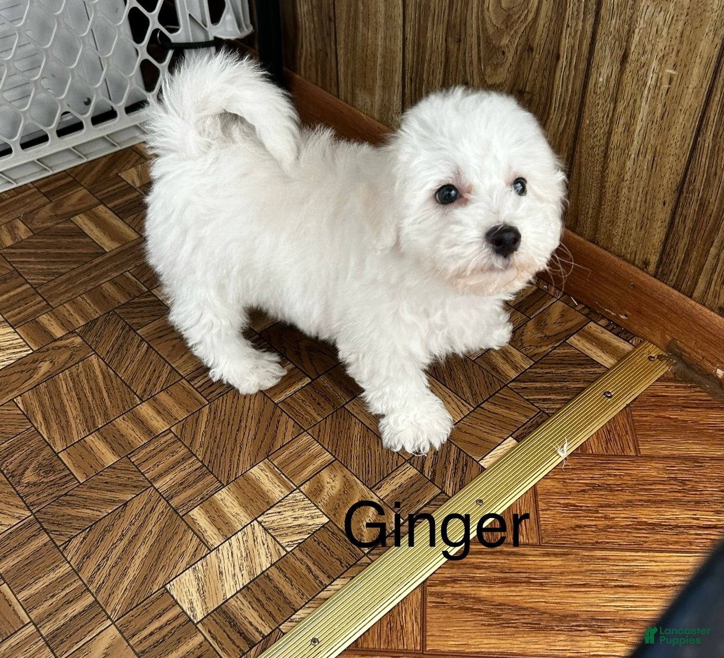 Bichon Frise dogs Bichon Frise Puppy 1 - Ad 1