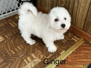 Bichon Frise dogs Bichon Frise Puppy 1 - Ad 31