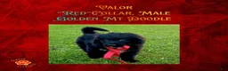 Mixed Breed dogs for sale: ⭐ Valor — Red Collar • Male Golden Mountain Doodle - Ad 7