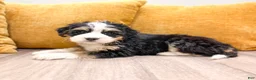 Mini Bernedoodle dogs for sale: Holly - Ad 6