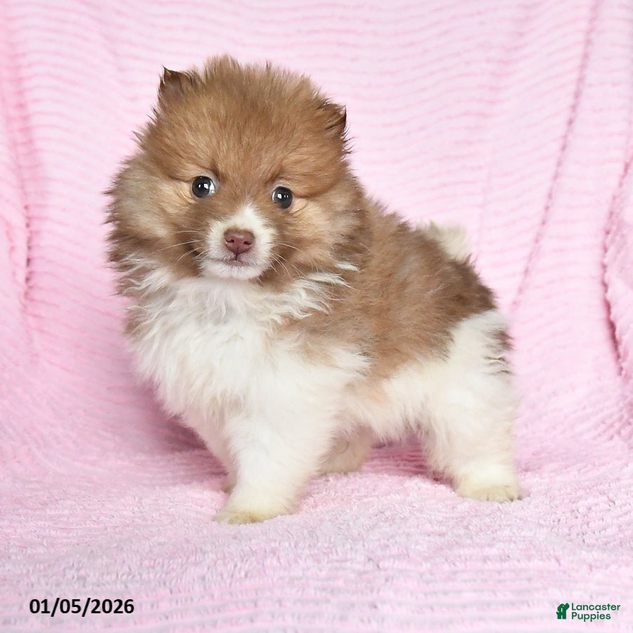 Pomeranian dogs Patches - Ad 14