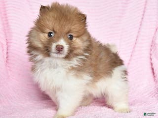 Pomeranian dogs Patches - Ad 10