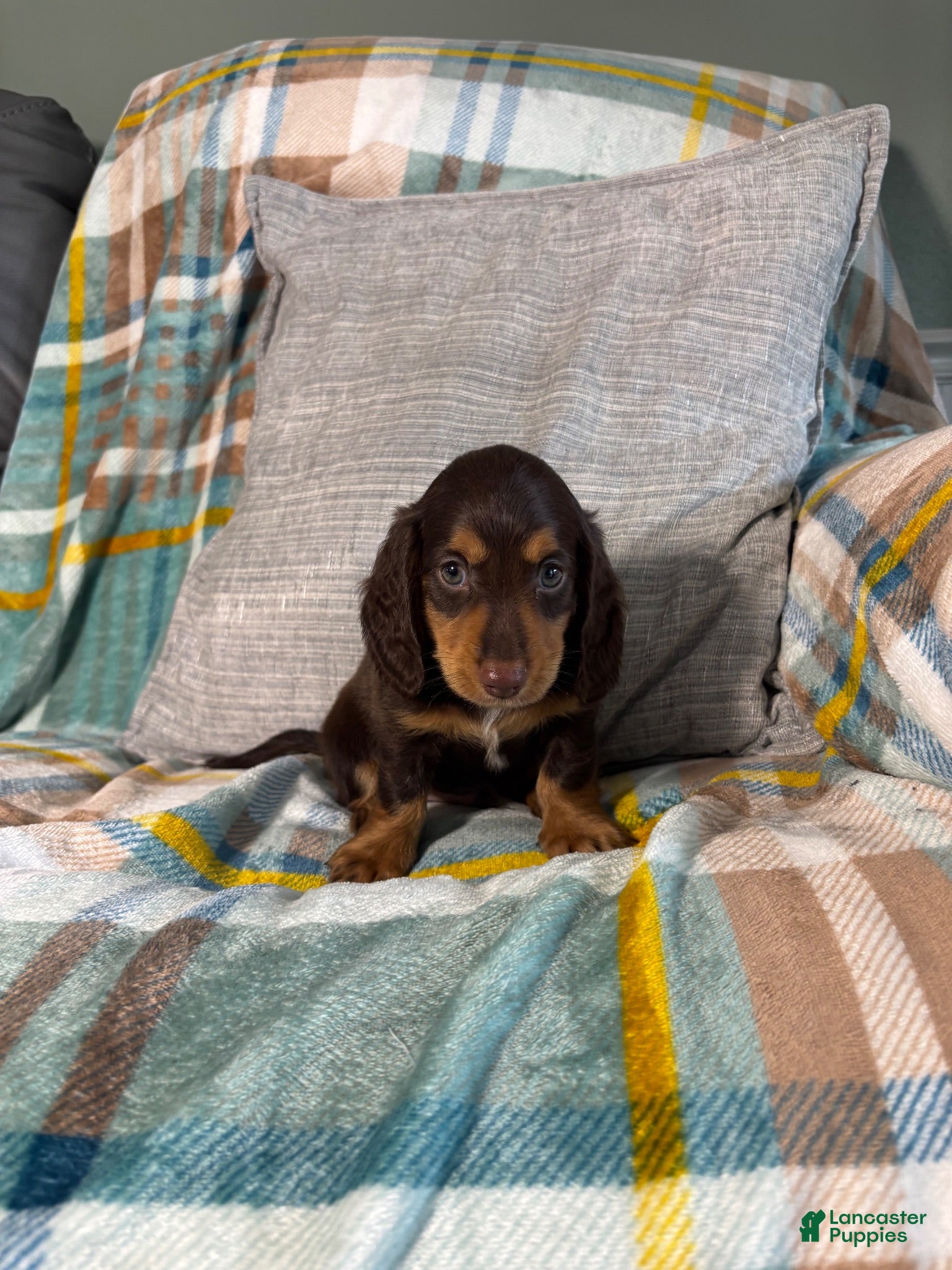 Miniature Dachshund dogs Jasper - Ad 1