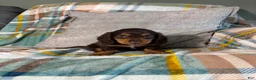 Miniature Dachshund dogs for sale: Jasper - Ad 1