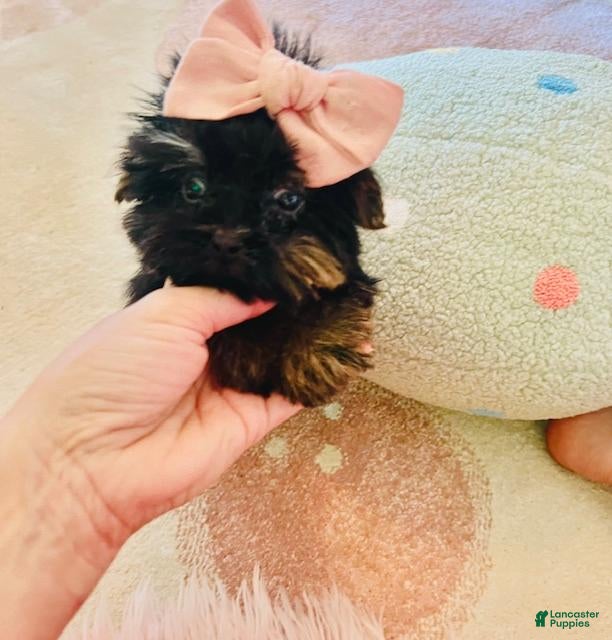 Yorkshire Terrier dogs Yorkshire Terrier 1 - Ad 1