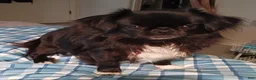 Chihuahua dogs for sale: Chihuahua 1 - Ad 3