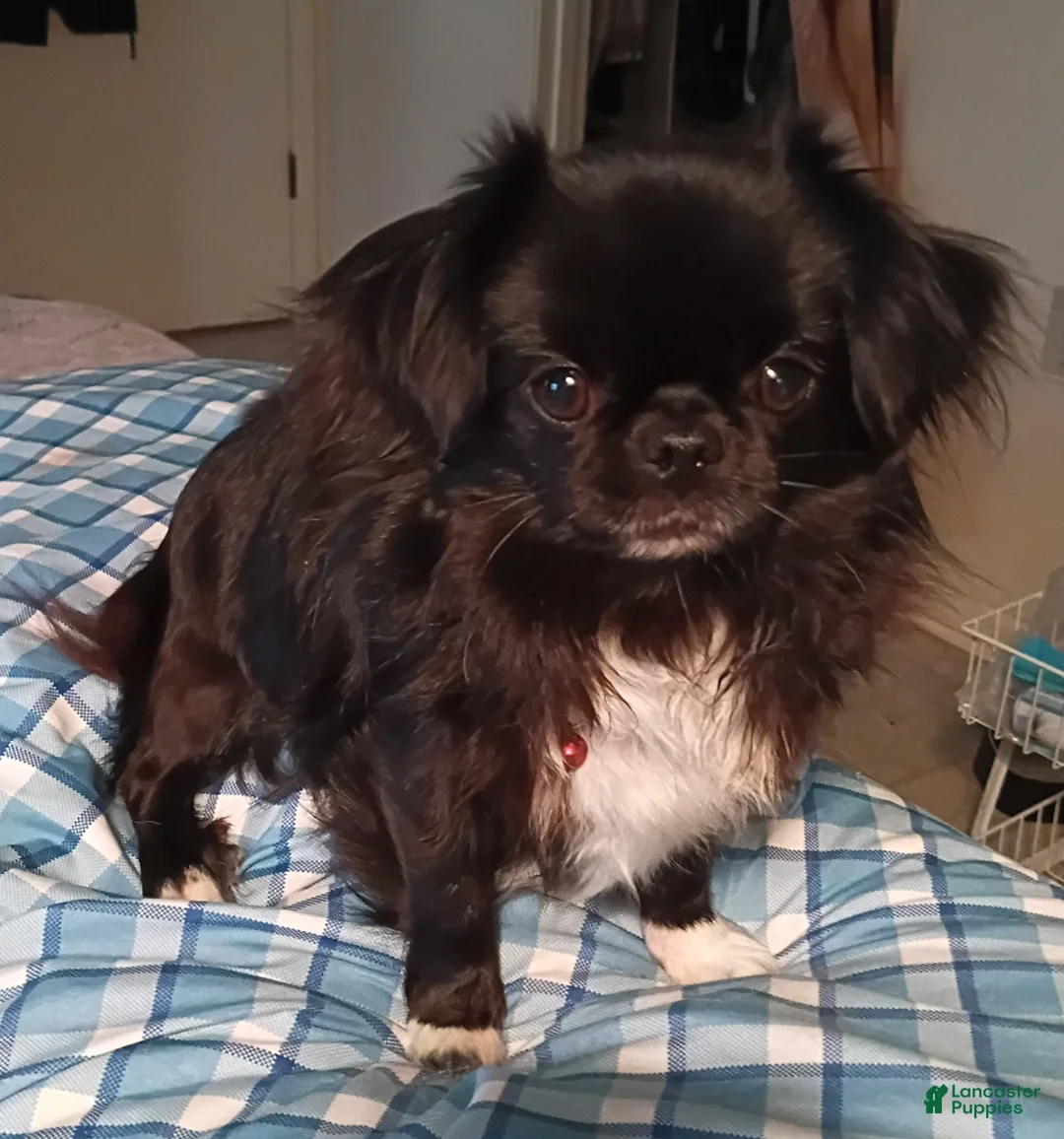 Chihuahua dogs for sale: Chihuahua 1 - Ad 3