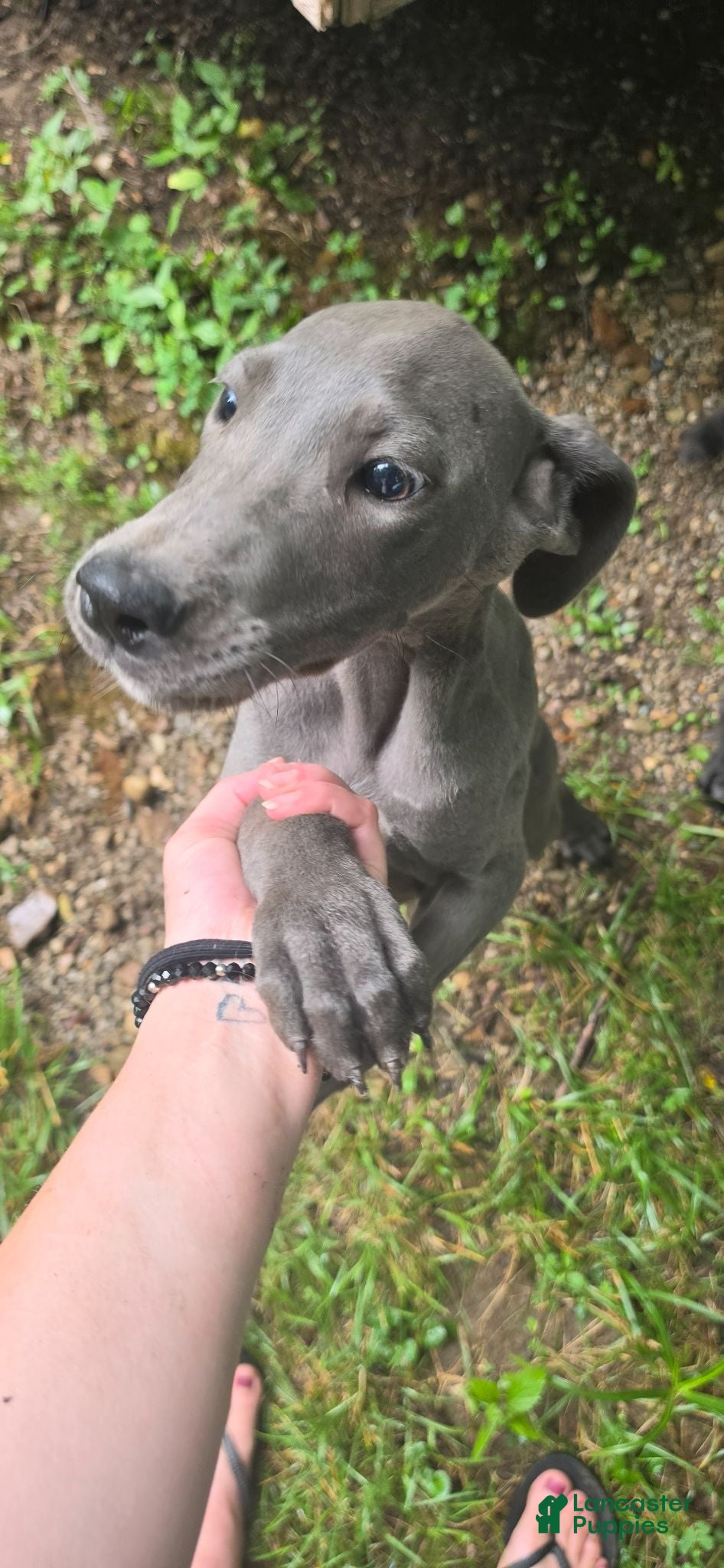 Great Dane dogs Great Dane 3 - Ad 21