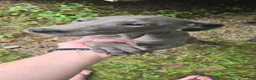 Great Dane dogs for sale: Great Dane 3 - Ad 1