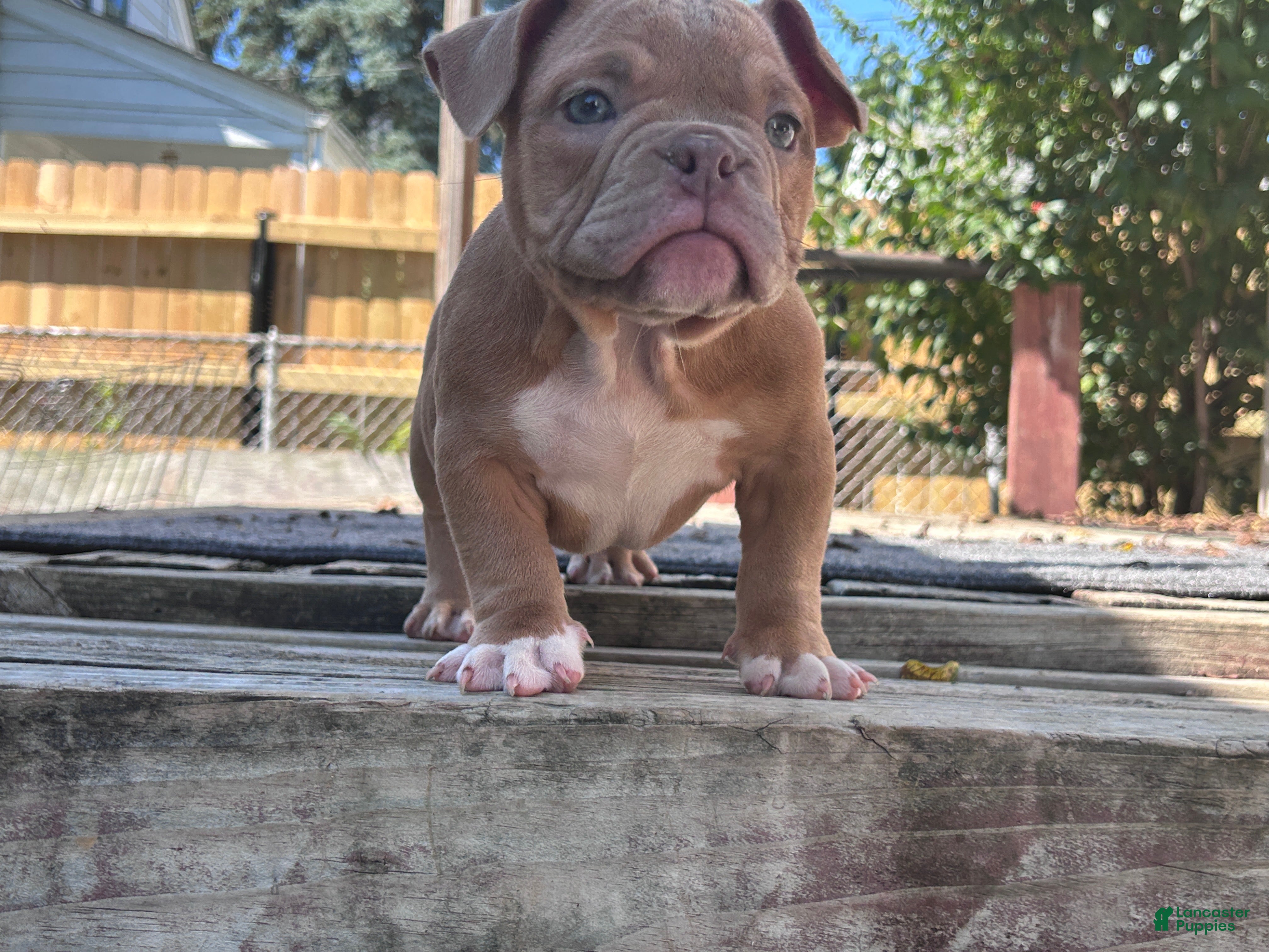 American Bully dogs Princess Peach - Ad 2