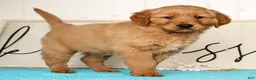 Golden Retriever dogs for sale: Randy - Ad 7