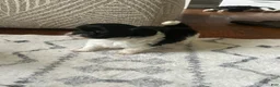 Shihpoo dogs for sale: Dreamy - Ad 2